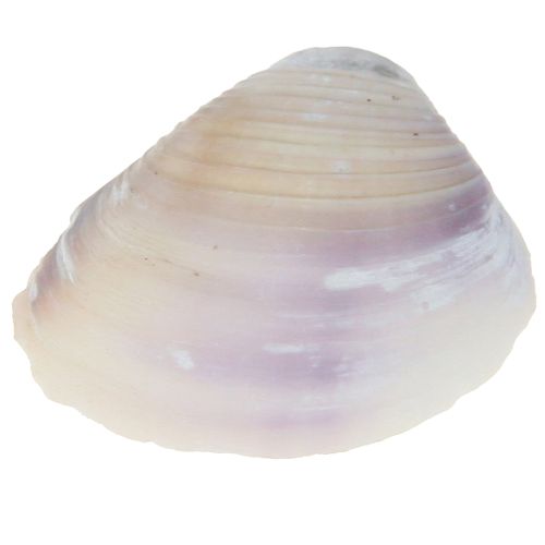 Artikel Schelpdecoratie mini kokkels slakkenhuisjes 1–3 cm 340 g