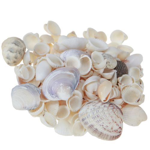 Artikel Schelpdecoratie mini kokkels slakkenhuisjes 1–3 cm 340 g