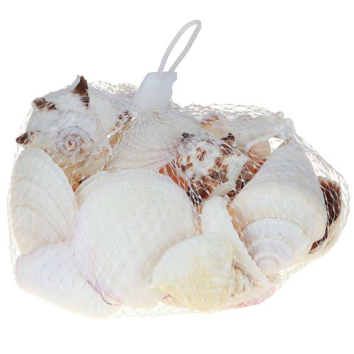 Artikel Schelpdecoratie schelpenmix slakkenhuizen 4–8 cm naturel 400 g