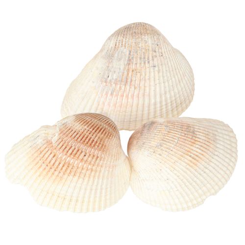 Artikel Schelpdecoratie schelpen wit bruin kokkels 5-7cm 300g