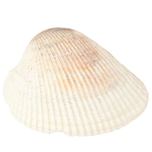 Artikel Schelpdecoratie schelpen wit bruin kokkels 5-7cm 300g