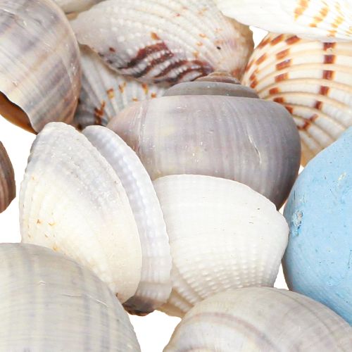 Artikel Schelpdecoratie slakkenhuisjes blauw naturel 3–5 cm 150 g