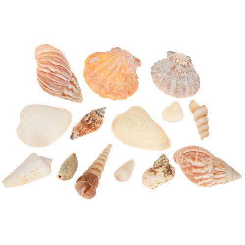 Artikel Schelp decoratie zeeslak naturel 350g × 3st