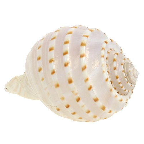 Floristik24 Mossel Tonna Tessalata 7 st