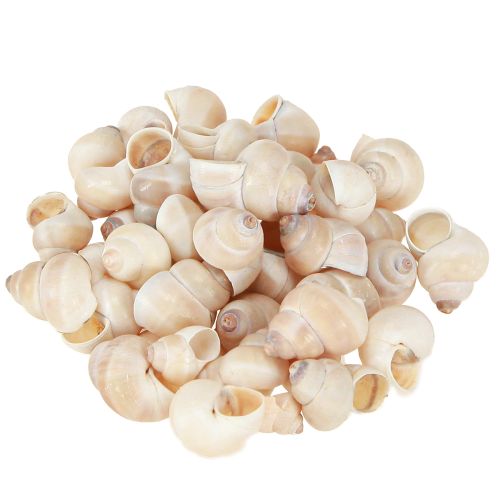 Floristik24 Mossel Umachi 500g