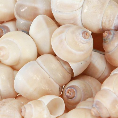 Floristik24 Mossel Umachi 500g