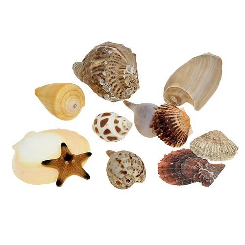Floristik24 Shell mix in een doos naturel 380g