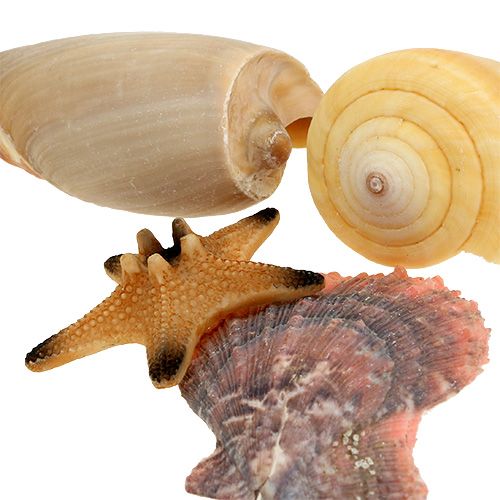 Floristik24 Shell mix in een doos naturel 380g