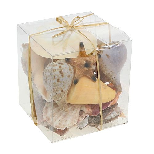 Floristik24 Shell mix in een doos naturel 380g