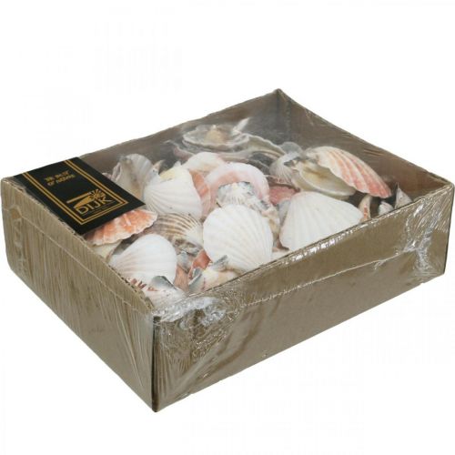 Floristik24 Schelpdoos, natuurlijke sint-jakobsschelpen, maritieme decoratie H3–5cm 900g