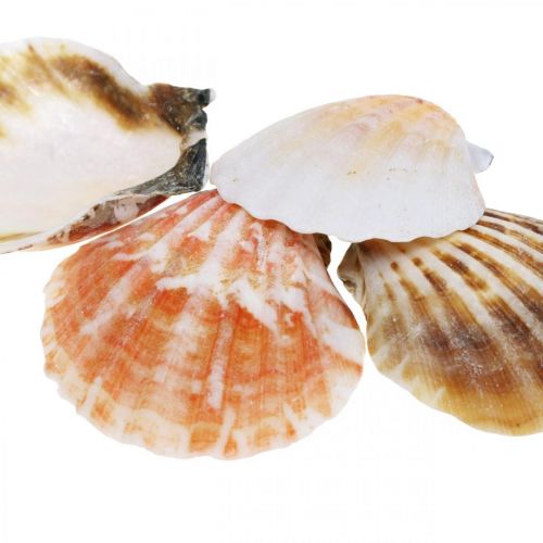 Floristik24 Schelpdoos, natuurlijke sint-jakobsschelpen, maritieme decoratie H3–5cm 900g