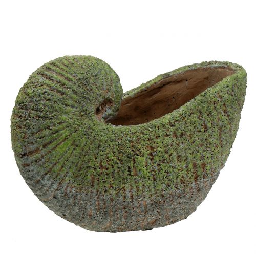 Floristik24 Shell voor planten met mos 28,5 cm x 14 cm H21 cm