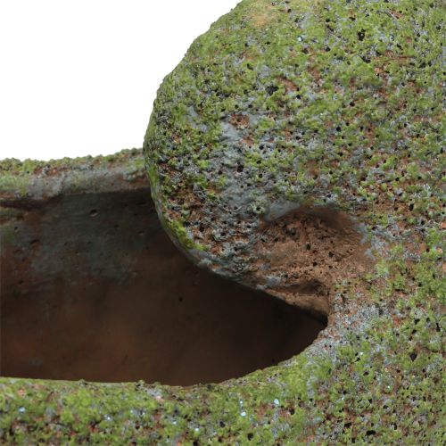 Floristik24 Shell voor planten met mos 28,5 cm x 14 cm H21 cm