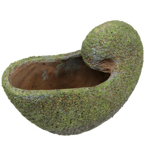Floristik24 Shell voor planten met mos 28,5 cm x 14 cm H21 cm