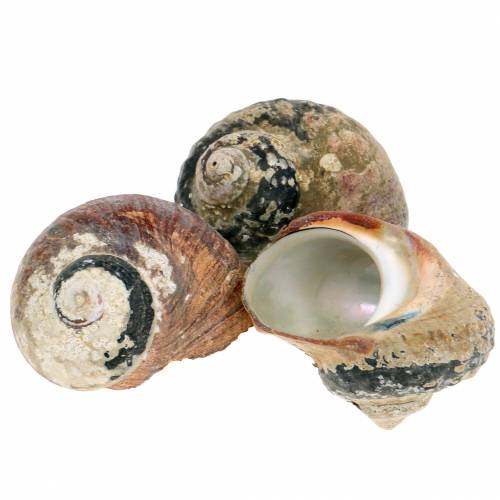 Tulband schelp alikreukel naturel 500g