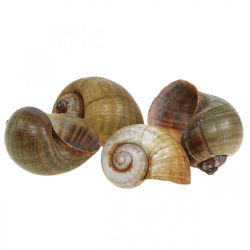 Floristik24 Slakkendecoratie, slakkenhuizen maritieme natuur, groen 10 st