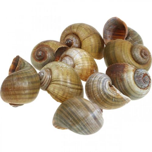 Floristik24 Slakkendecoratie, slakkenhuizen maritieme natuur, groen 10 st