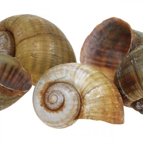 Floristik24 Slakkendecoratie, slakkenhuizen maritieme natuur, groen 10 st