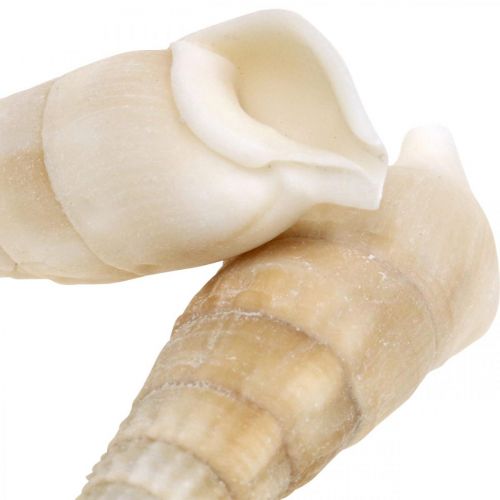 Artikel Deco slakken wit, zeeslak naturel decoratie 2-5cm 1kg