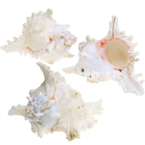 Floristik24 Schelp Chicoreus ramosus 16cm 3 st