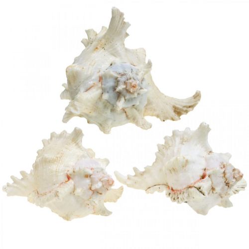 Artikel Schelp Chicoreus ramosus 16cm 3 st