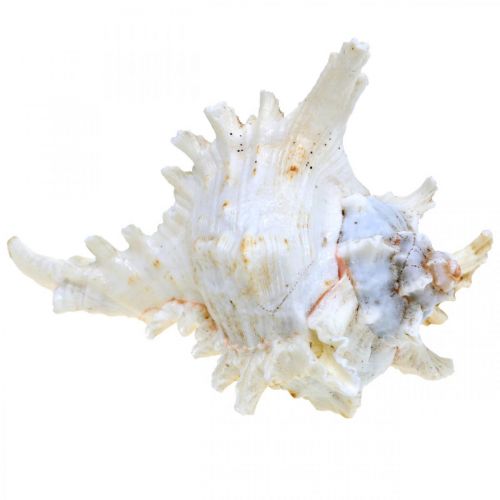 Artikel Schelp Chicoreus ramosus 16cm 3 st