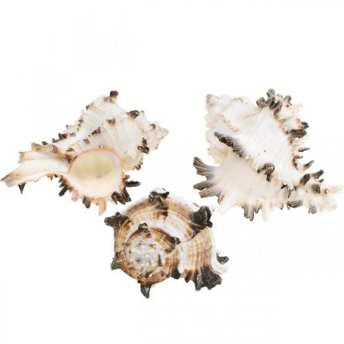 Floristik24 Deco slakkenhuizen gestreept, zeeslakken natuurlijke decoratie 1kg