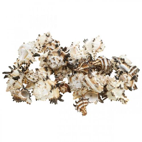 Floristik24 Deco slakkenhuizen gestreept, zeeslakken natuurlijke decoratie 1kg