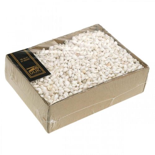 Floristik24 Natuurlijke Deco Schelpen Nassa Maritime Deco Wit 8-15mm 1190g