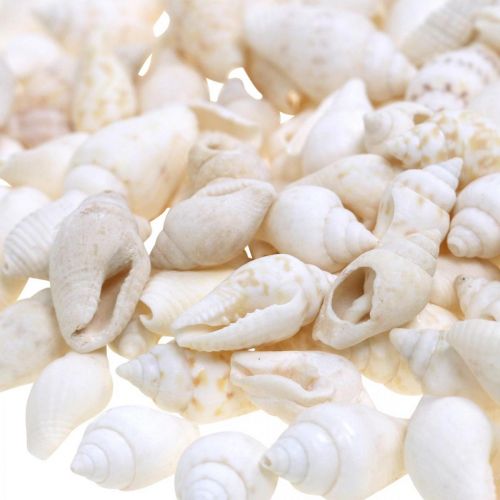 Floristik24 Natuurlijke Deco Schelpen Nassa Maritime Deco Wit 8-15mm 1190g