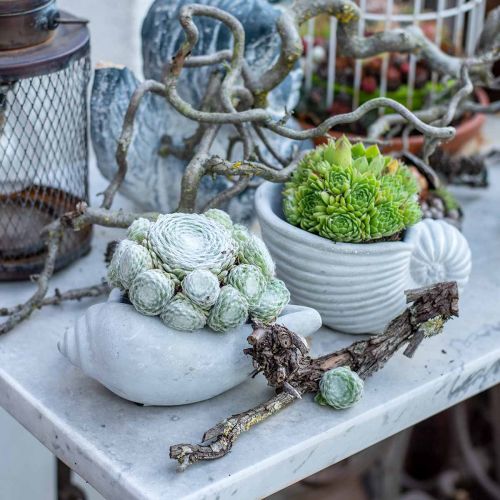 Floristik24 Schelp plantenpot, plantenschaal slakkenhuis, maritiem beton decoratie L17cm H7.5cm 3 stuks