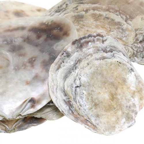 Artikel Maritieme decoratie, Capiz-schelpen, natuurartikelen parelmoer, violet 8–14cm 1kg