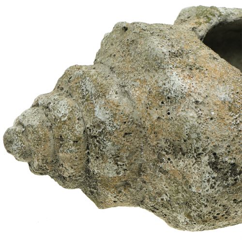 Floristik24 Shell voor opplant L40cm