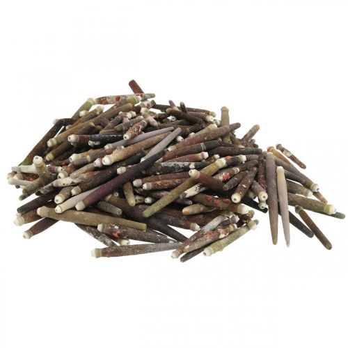 Artikel Decoratieve schelpen Egelstekels, zee-egelstekels, maritieme decoratie L3–8cm 450g