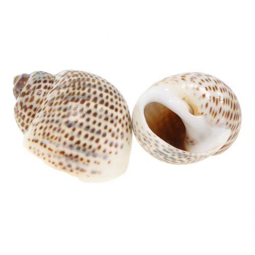 Floristik24 Natuurlijke slakkenhuisjes 500g