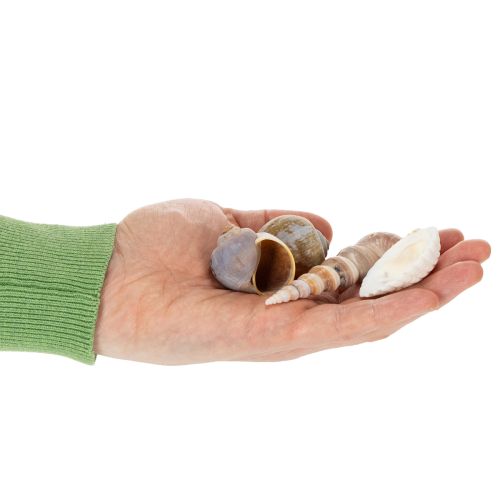 Artikel Schelpen en slakken. Natuurlijke maritieme decoratieve items voor een stijlvol interieur. 500 g