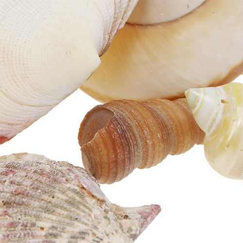 Floristik24 Schelpmix in een mand 16cm x 16cm