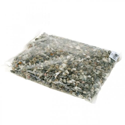 Floristik24 Decoratieve slakkenhuisjes mini natuur mix maritiem decoratie 1kg