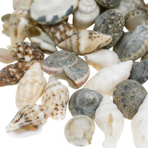 Floristik24 Decoratieve slakkenhuisjes mini natuur mix maritiem decoratie 1kg