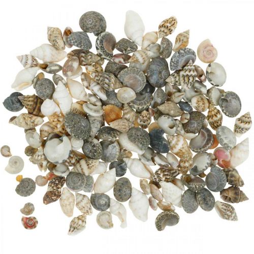 Floristik24 Decoratieve slakkenhuisjes mini natuur mix maritiem decoratie 1kg