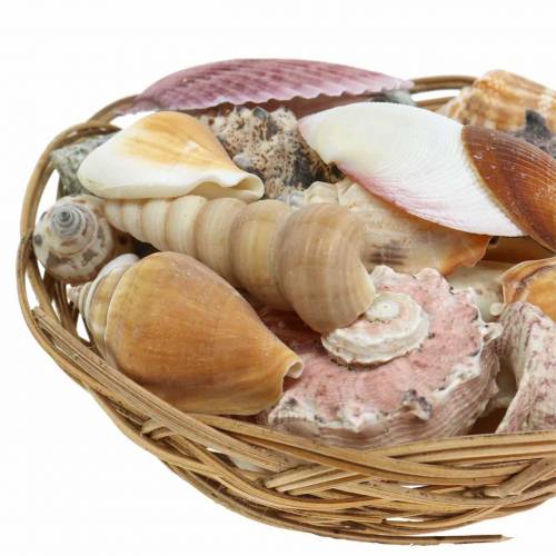 Floristik24 Schelpenmix in naturel mand Ø15cm 420g