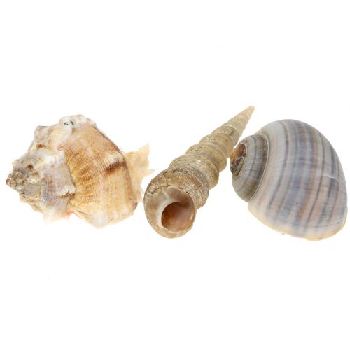 Floristik24 Shell mix naturel 500g