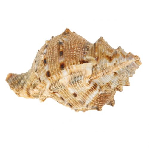 Floristik24 Schelpenassortiment naturel 500g