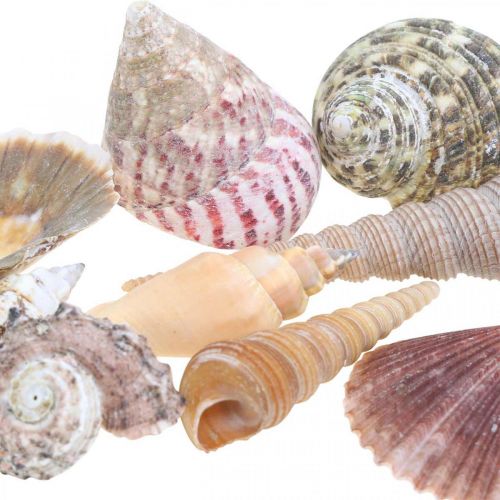 Floristik24 Schelpenmix, schelpen en slakkenhuisjes, zomerdecoratie H3–5cm/L2,5–9cm 950g
