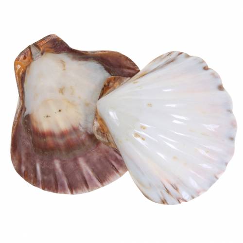 Floristik24 Schelpdecoratie Sint-Jakobsschelpen gepolijst 12-13cm 4 st