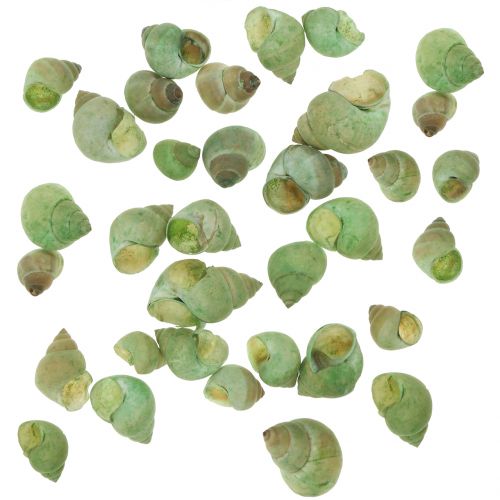 Floristik24 Assortiment slakkenhuis groen 1kg