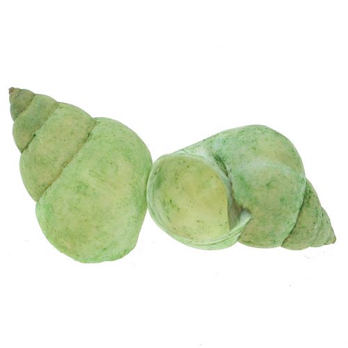 Floristik24 Assortiment slakkenhuis groen 1kg