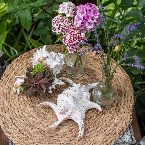 Floristik24 Schelpen, maritiem decor, slakkenhuizen wit-goud L22/17cm set van 2