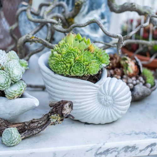 Floristik24 Schelpen voor planten, maritieme decoratie, plantenpot Nautilus beton L15cm H9.5cm 2st