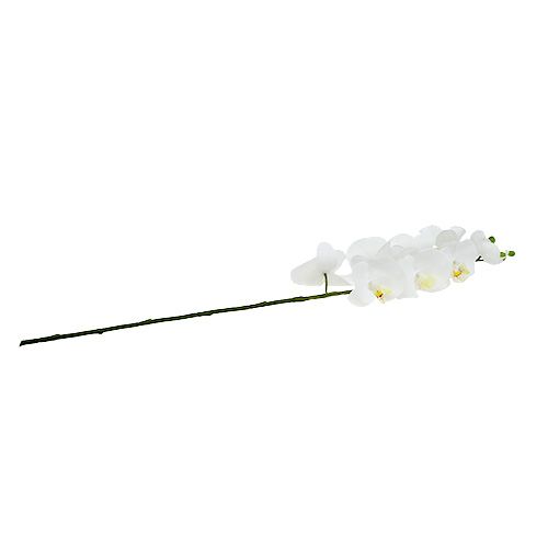 Floristik24 Mottenorchidee 75cm Wit
